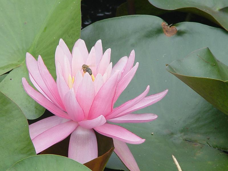 booroowhangary-nov09 032.jpg